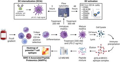 Development and characterization of dendritic cell internalization and activation assays contributing to the immunogenicity risk evaluation of biotherapeutics